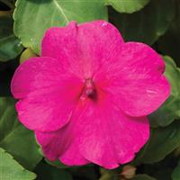Accent Premium Rose Impatiens
