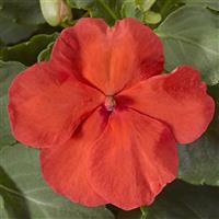 Accent Premium Salmon Impatiens