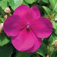 Accent Premium Violet Impatiens