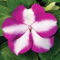 Accent Premium Violet Star Impatiens