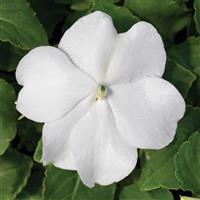Accent Premium White Impatiens