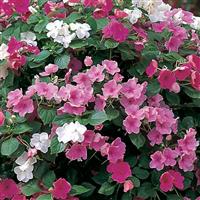 Accent Premium Pastel Mix Impatiens