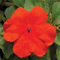 Accent Premium Deep Orange Impatiens