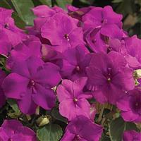 Xtreme Lilac Impatiens