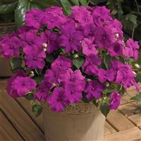 Xtreme Lilac Impatiens