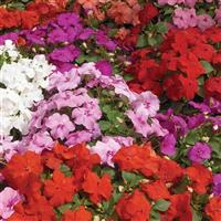 Xtreme Mix Impatiens