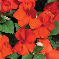 Xtreme Orange Impatiens