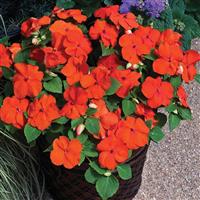 Xtreme Orange Impatiens
