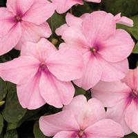 Xtreme Pink Impatiens