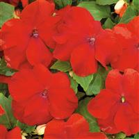 Xtreme Red Impatiens