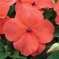 Xtreme Salmon Impatiens