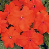 Xtreme Scarlet Impatiens