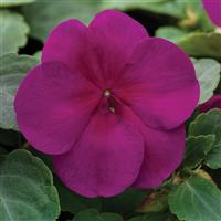 Xtreme Violet Impatiens