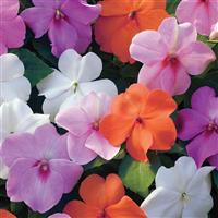 Xtreme Pastel Mix Impatiens