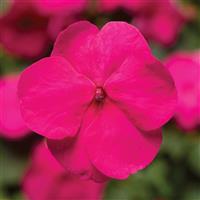 Xtreme Bright Rose Impatiens