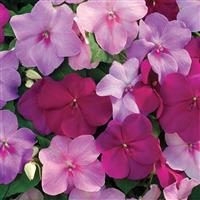 Xtreme Sapphire Mix Impatiens