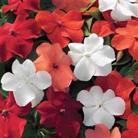 Xtreme Hot! Mix Impatiens