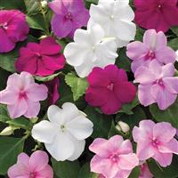Xtreme Little Gem Mix Impatiens