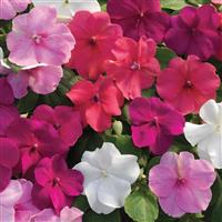 Xtreme Rosy Mix Impatiens