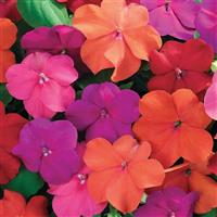 Xtreme Tango Mix Impatiens
