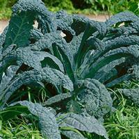 Dinosaur Kale