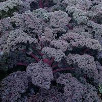 Redbor Kale