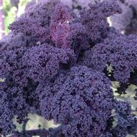 Scarletbor Kale