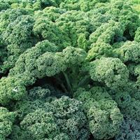 Snowbor Kale