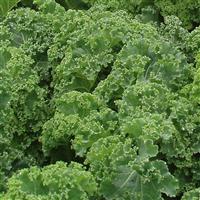Starbor Kale