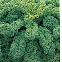 Winterbor Kale