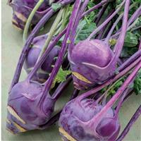 Vienna Purple Kohlrabi