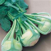 Vienna White Kohlrabi