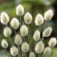 Bunny Tails Lagurus