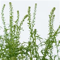Green Dragon Lepidium