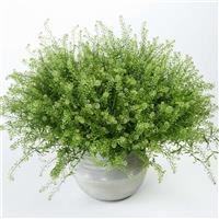 Green Dragon Lepidium