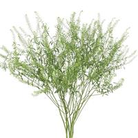Green Dragon Lepidium