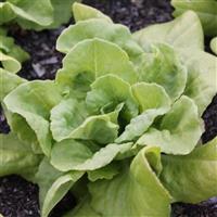 Butter King Lettuce