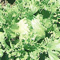 Great Lakes 659 Lettuce