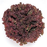 New Red Fire Lettuce