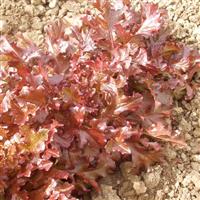 Red Salad Bowl Lettuce