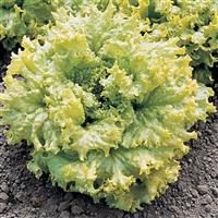 Simpson Elite Lettuce