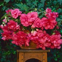 Sun Dancer™ Pink Tuberous Begonia