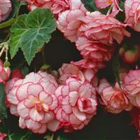 Sun Dancer™ White Pink Picotee Tuberous Begonia