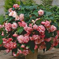 Sun Dancer™ White Pink Picotee Tuberous Begonia