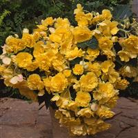 Sun Dancer™ Yellow Tuberous Begonia