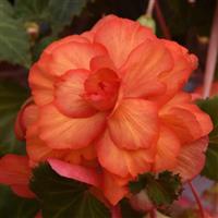 Sun Dancer™ Yellow Red Picotee Tuberous Begonia