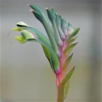 Bush Gems Celebrations™ Fireworks Anigozanthos