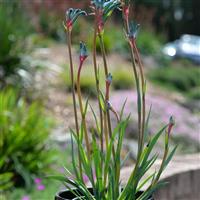 Bush Gems Celebrations™ Fireworks Anigozanthos