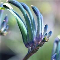Bush Gems Celebrations™ Masquerade Anigozanthos
