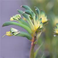 Bush Gems Celebrations™ Aussie Spirit Anigozanthos